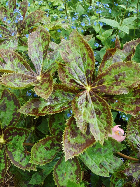 Podophyllum feuille hexandrum